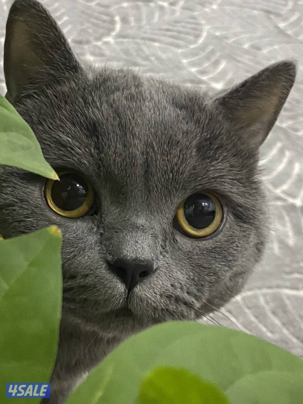 قطط سكوتش للتبني العمر سنتي ونص6