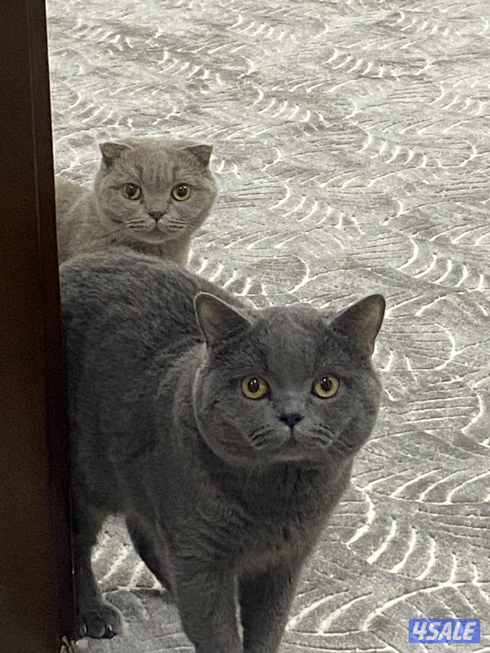 قطط سكوتش للتبني العمر سنتي ونص7