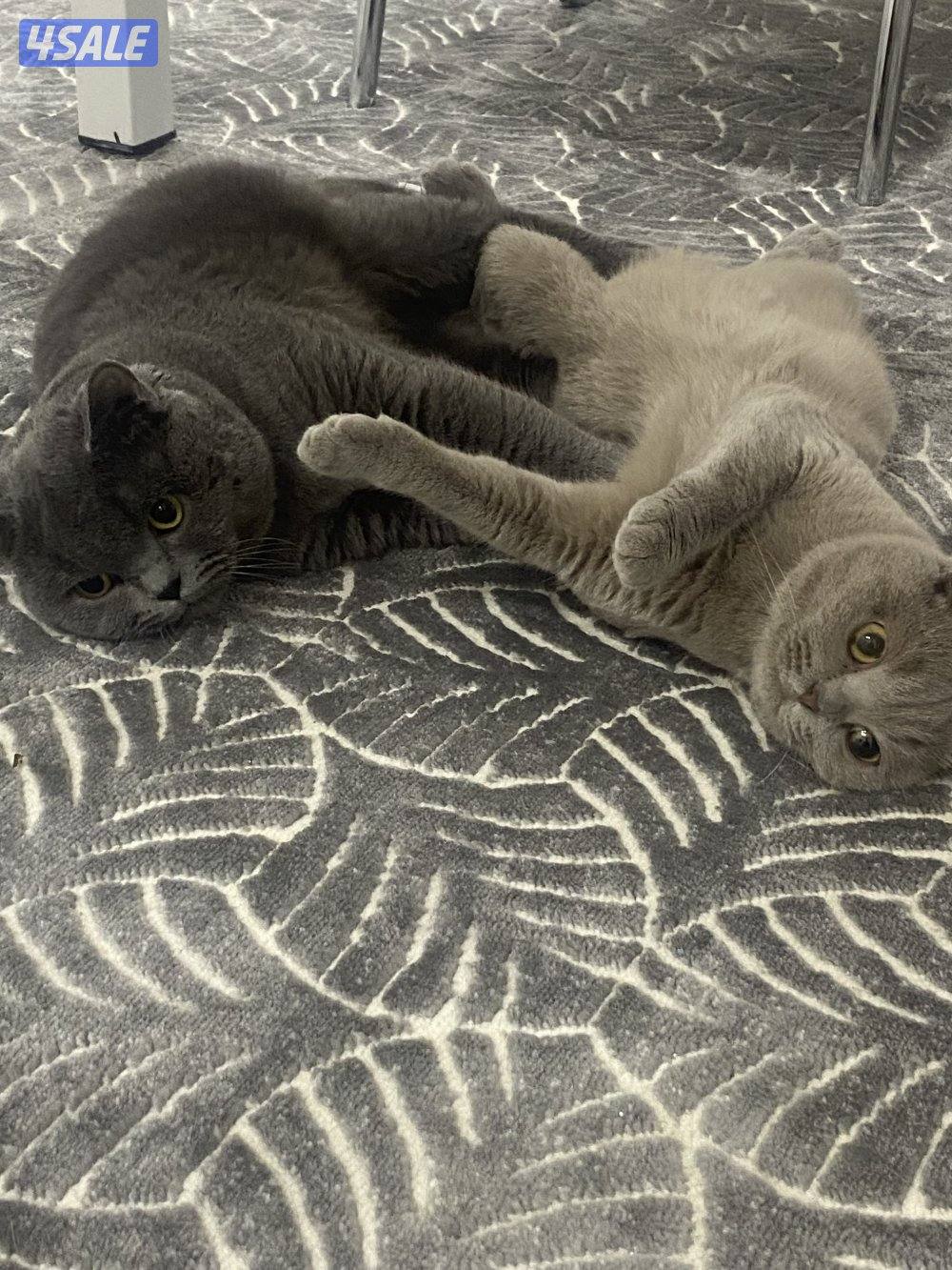 قطط سكوتش للتبني العمر سنتي ونص9