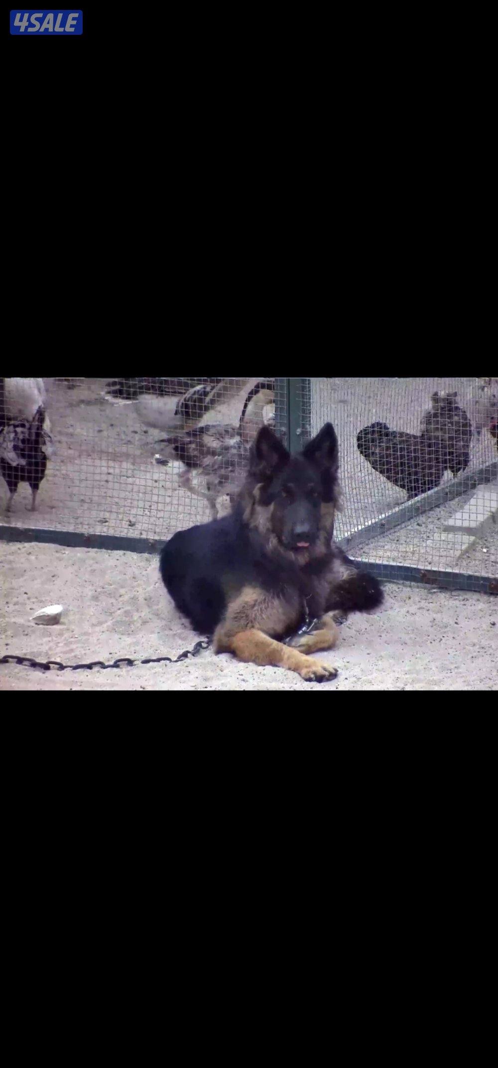 للبيع جيرمن شبرد ذكر العمر سنتين وشهرين0