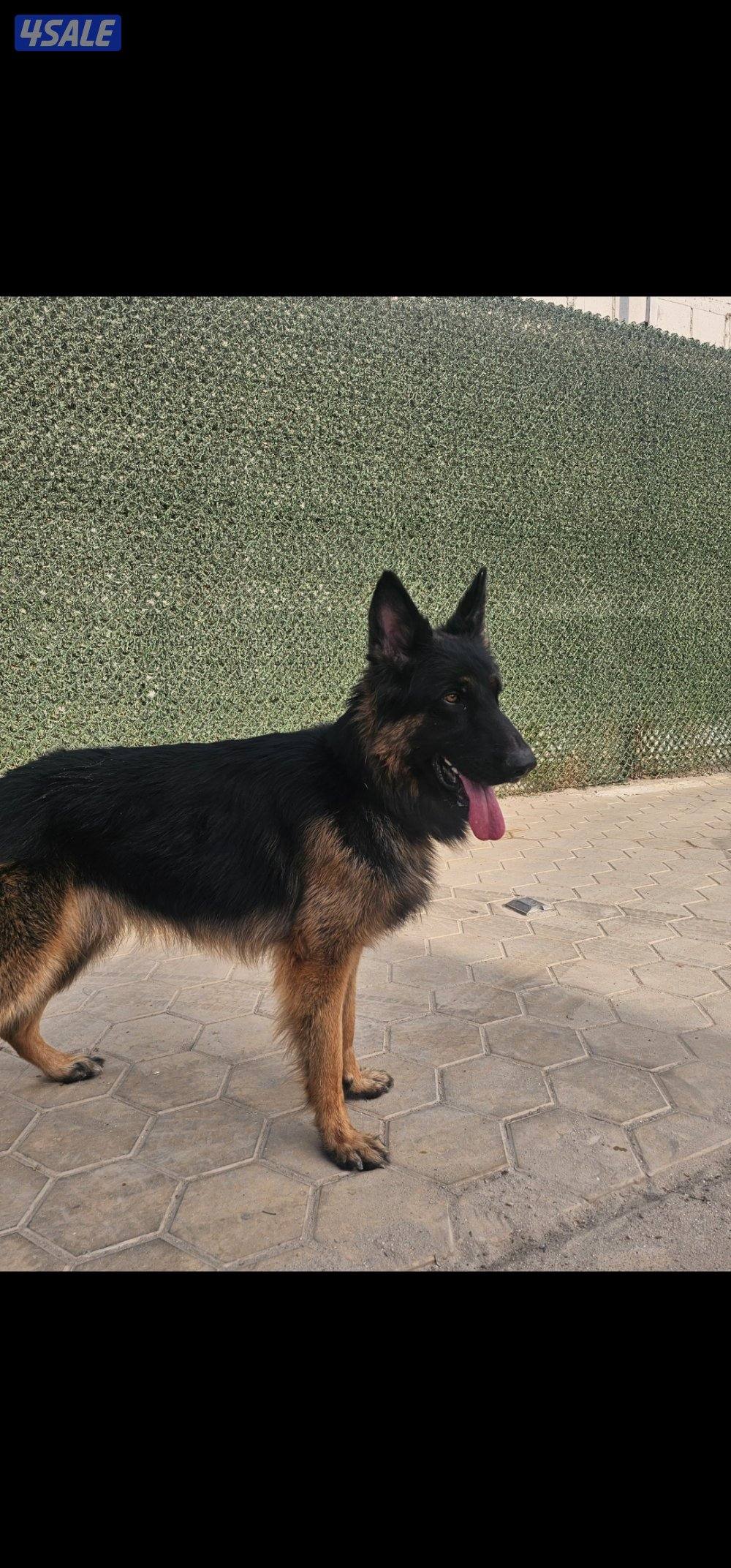 للبيع جيرمن شبرد ذكر العمر سنتين وشهرين1