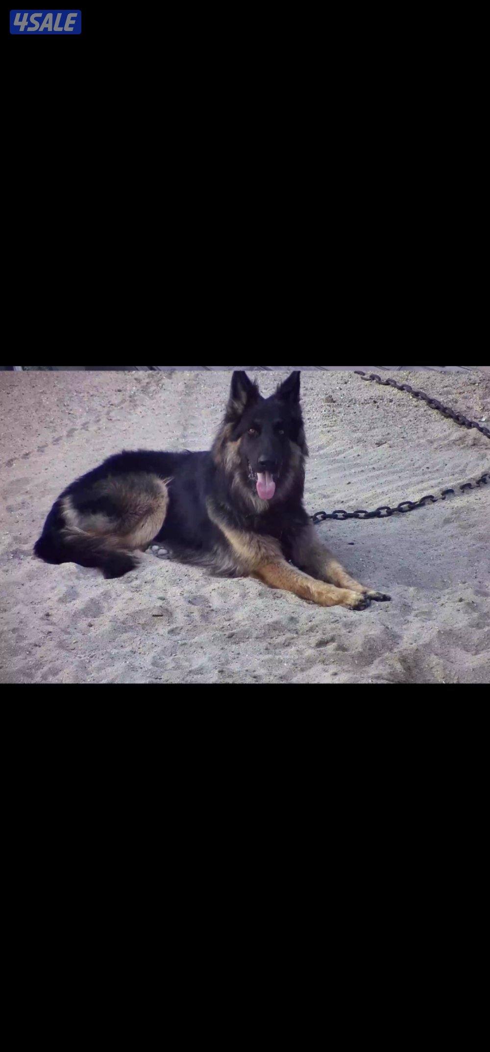 للبيع جيرمن شبرد ذكر العمر سنتين وشهرين2