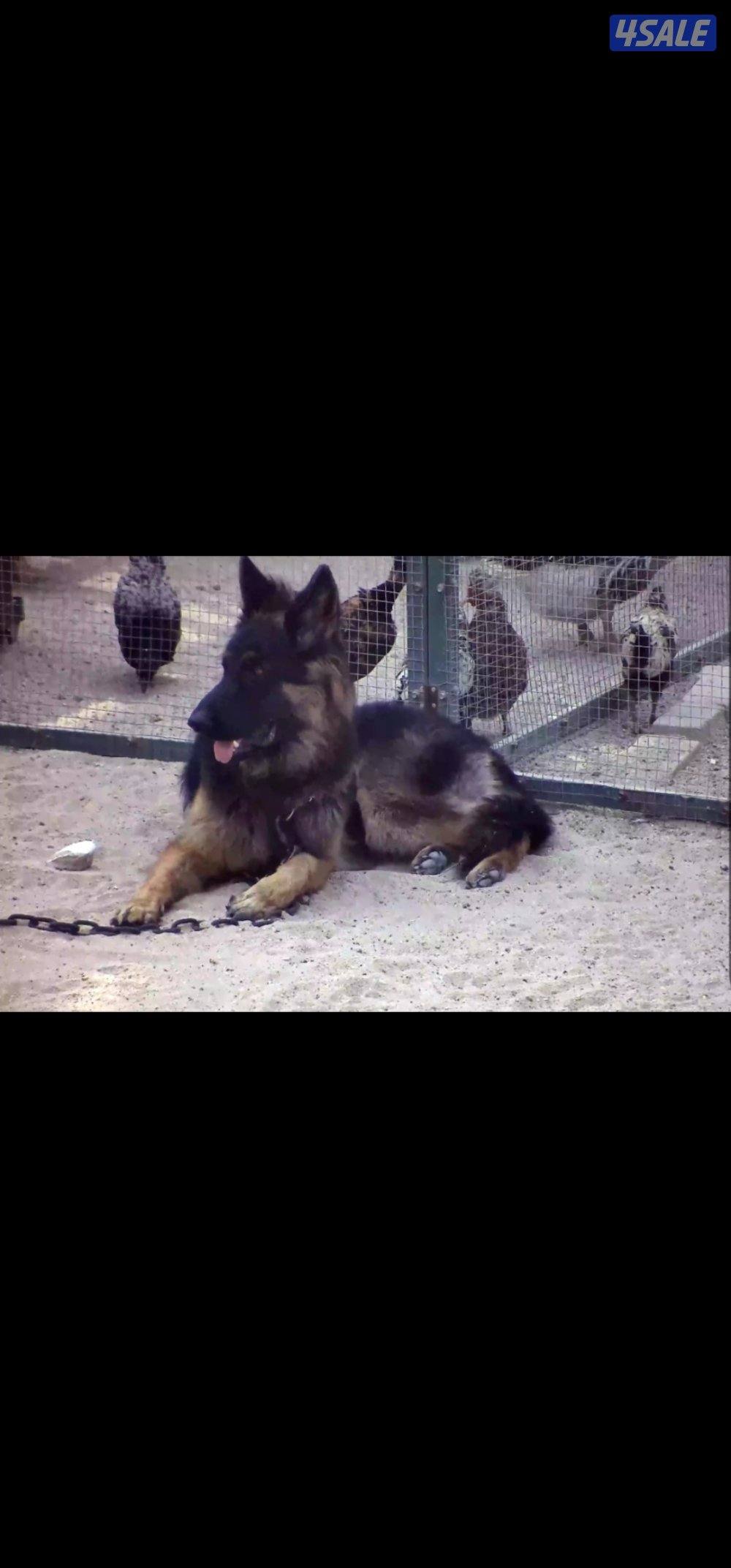 للبيع جيرمن شبرد ذكر العمر سنتين وشهرين3