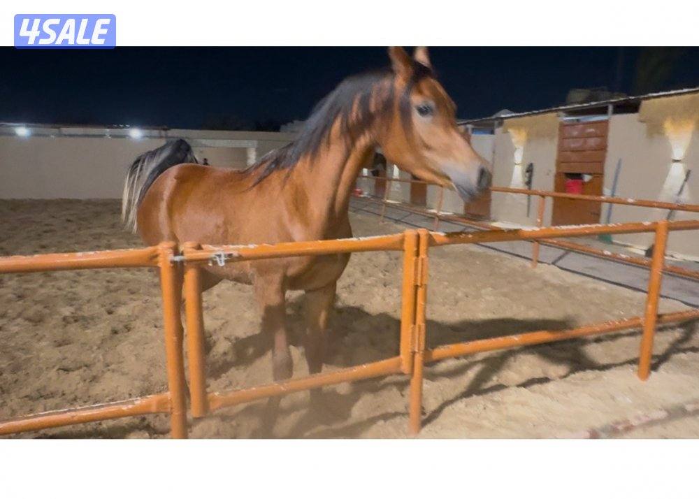 لعب وجدا جميله وأبوها بطل وامها من احلي الخيل0