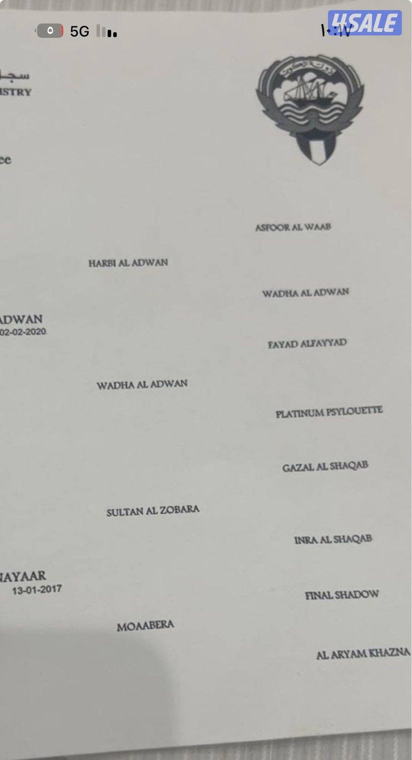 لعب وجدا جميله وأبوها بطل وامها من احلي الخيل2