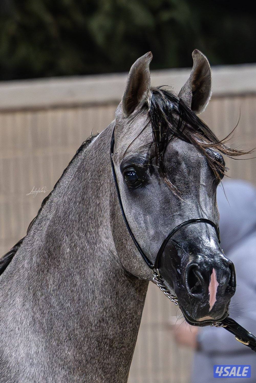 مهر شو جمال حفيد دي فالنتينو0