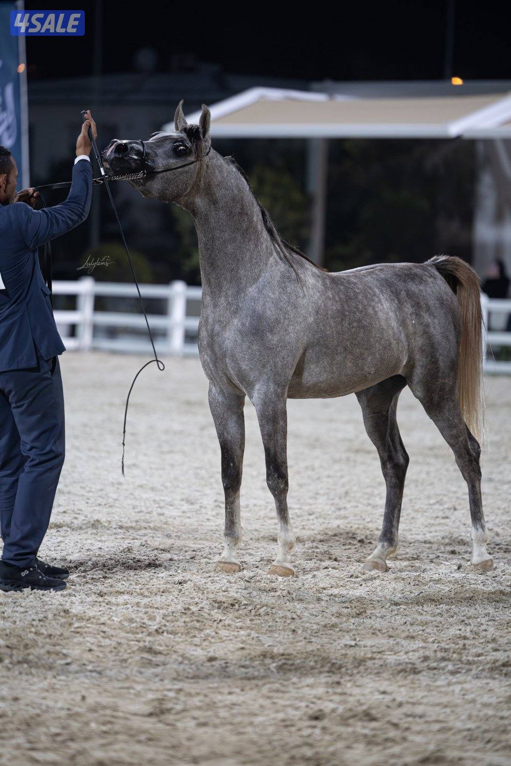 مهر شو جمال حفيد دي فالنتينو1