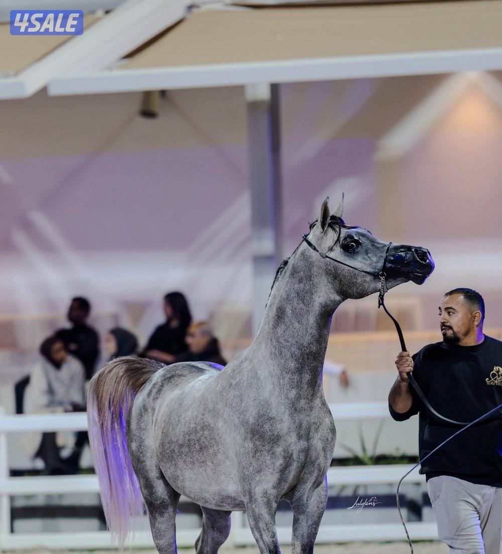مهر شو جمال حفيد دي فالنتينو4
