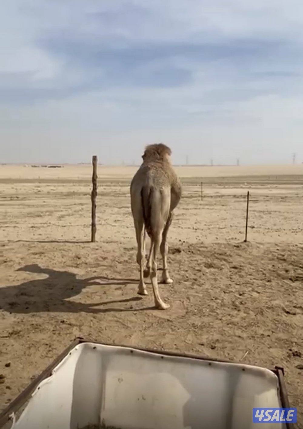 للبيع قعود سمين0