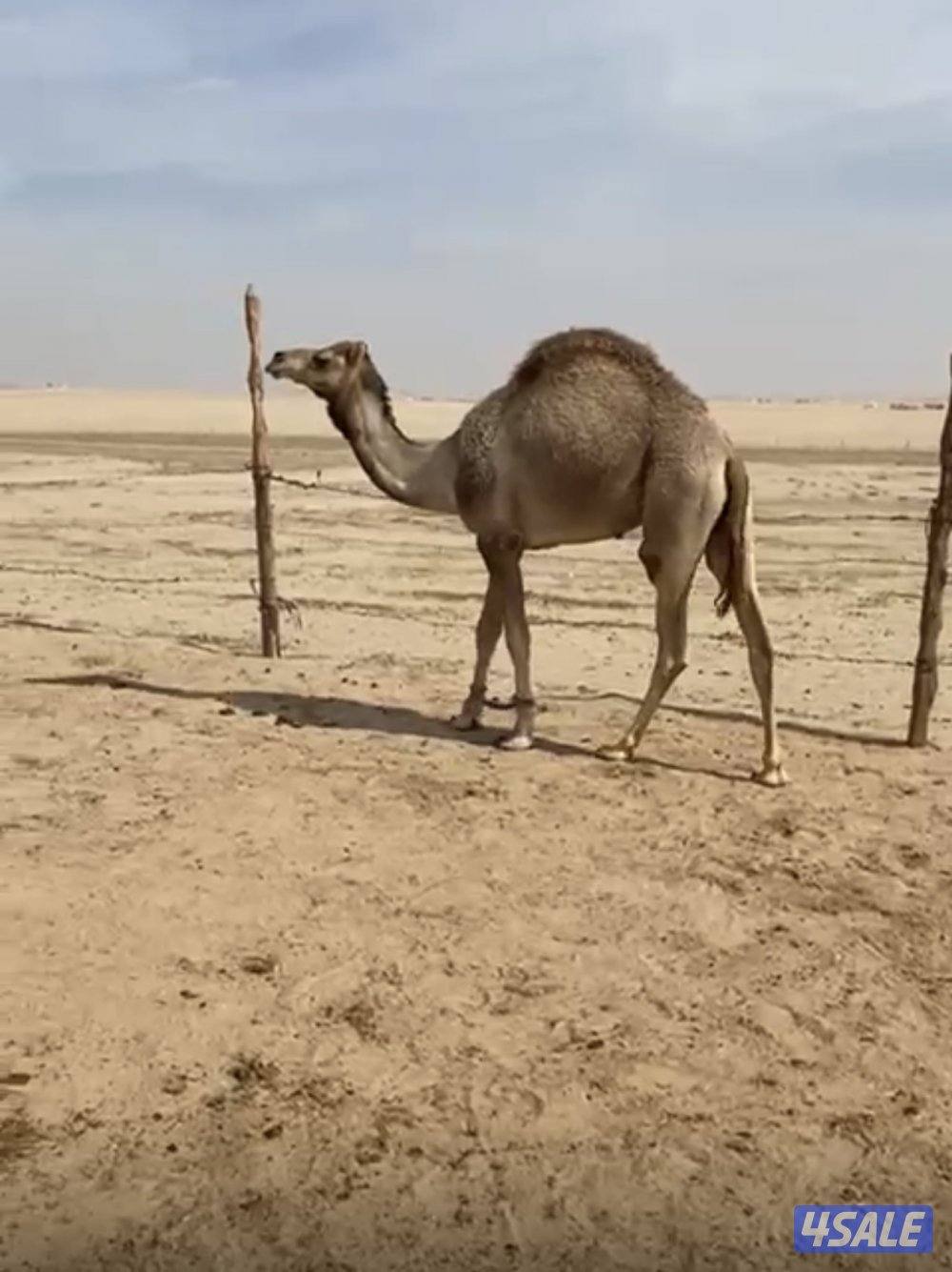 للبيع قعود سمين1