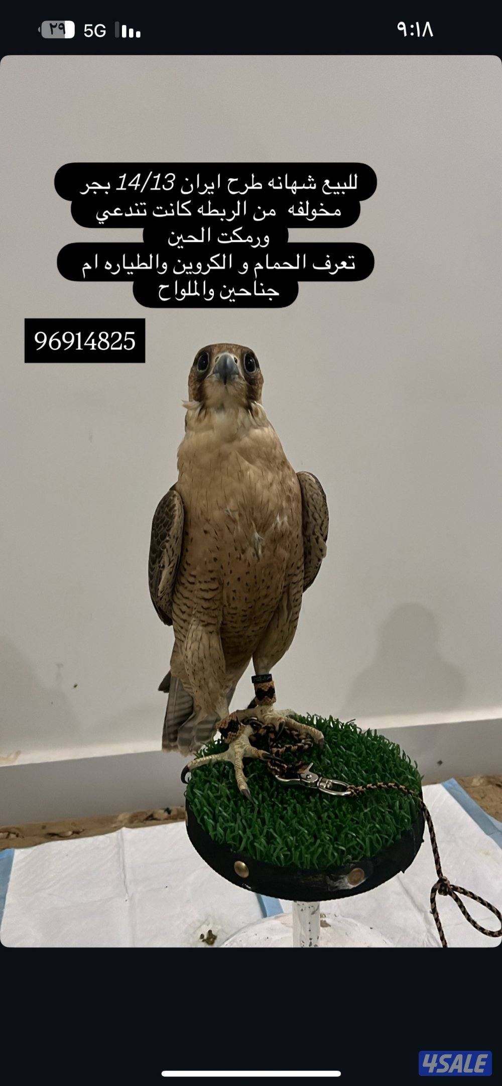 للبيع تبعه ايرانيه0