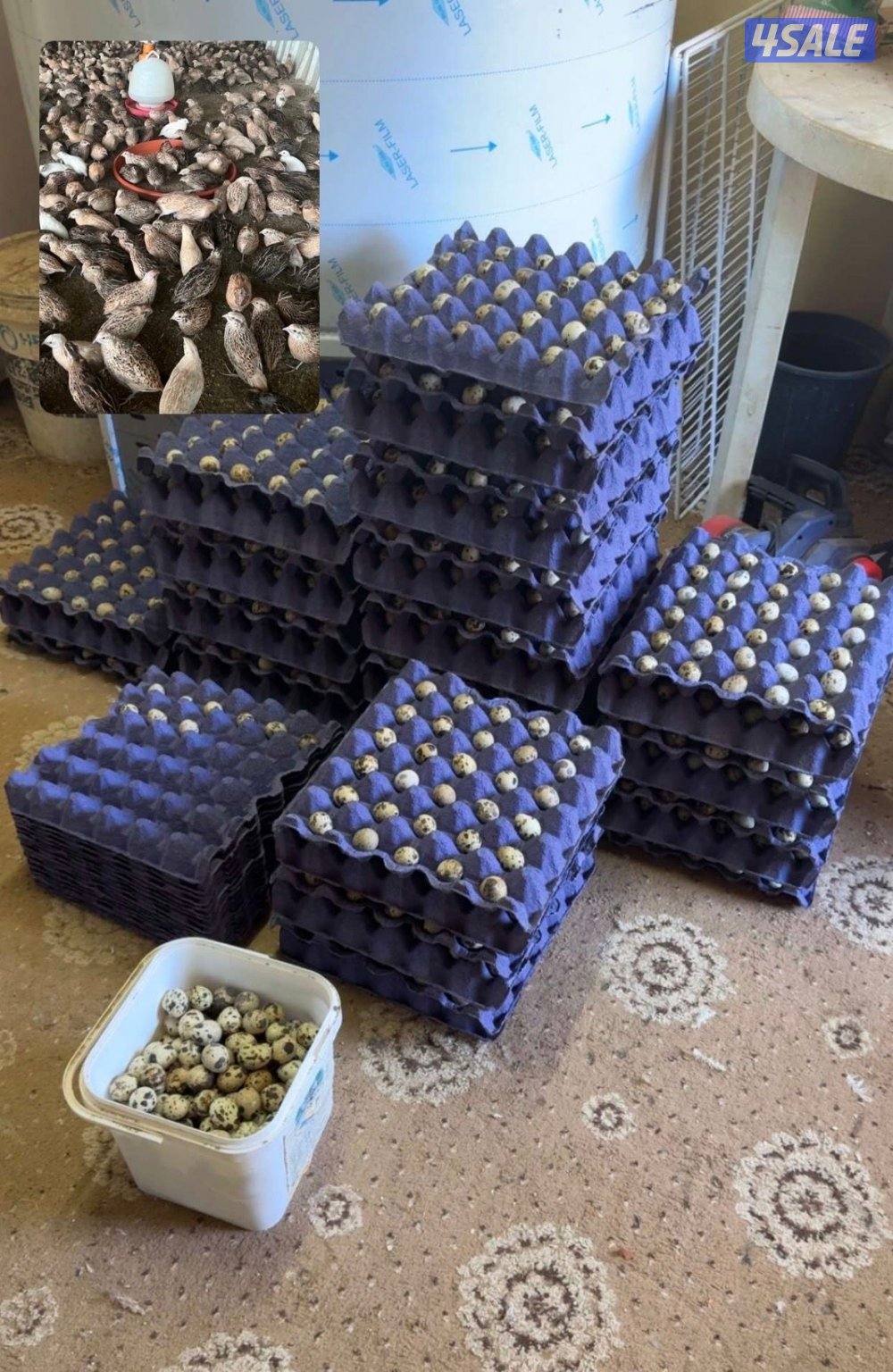 للبيع بيض فري .0