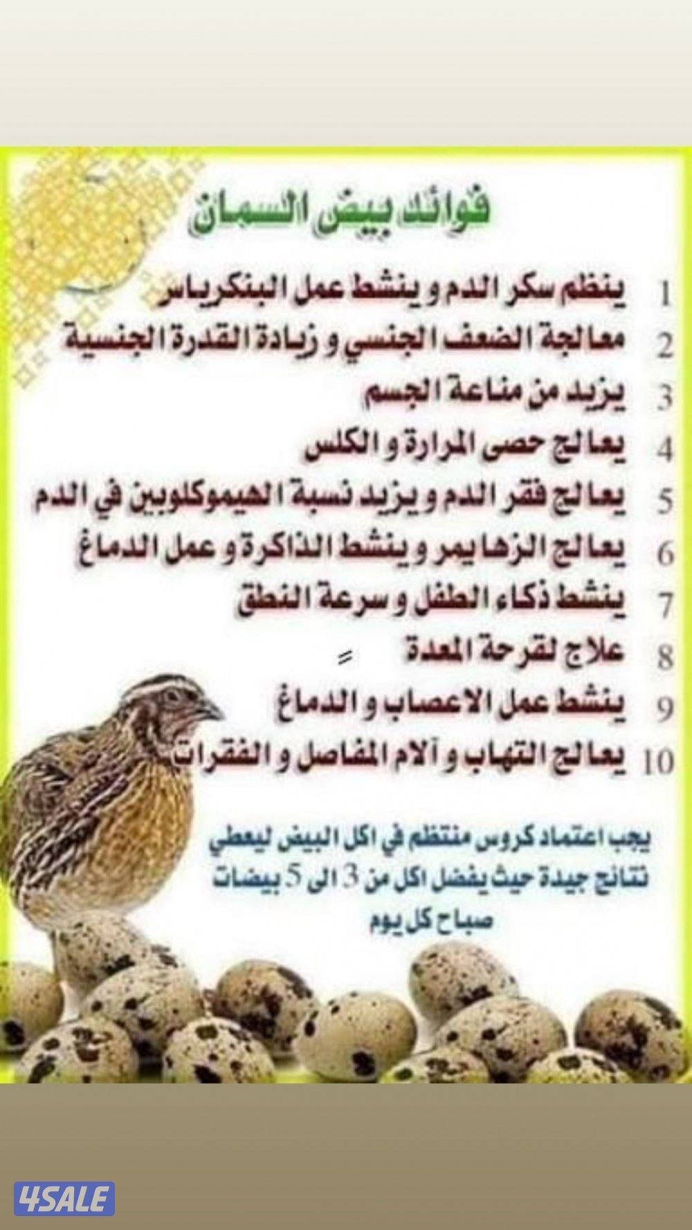 للبيع بيض فري .1