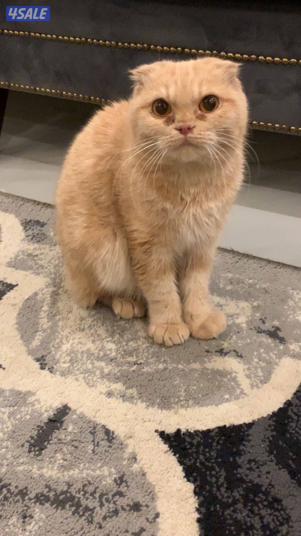 للبيع يوز قطاوه .. الي يعرفلهم او يبيهم يكلمني0