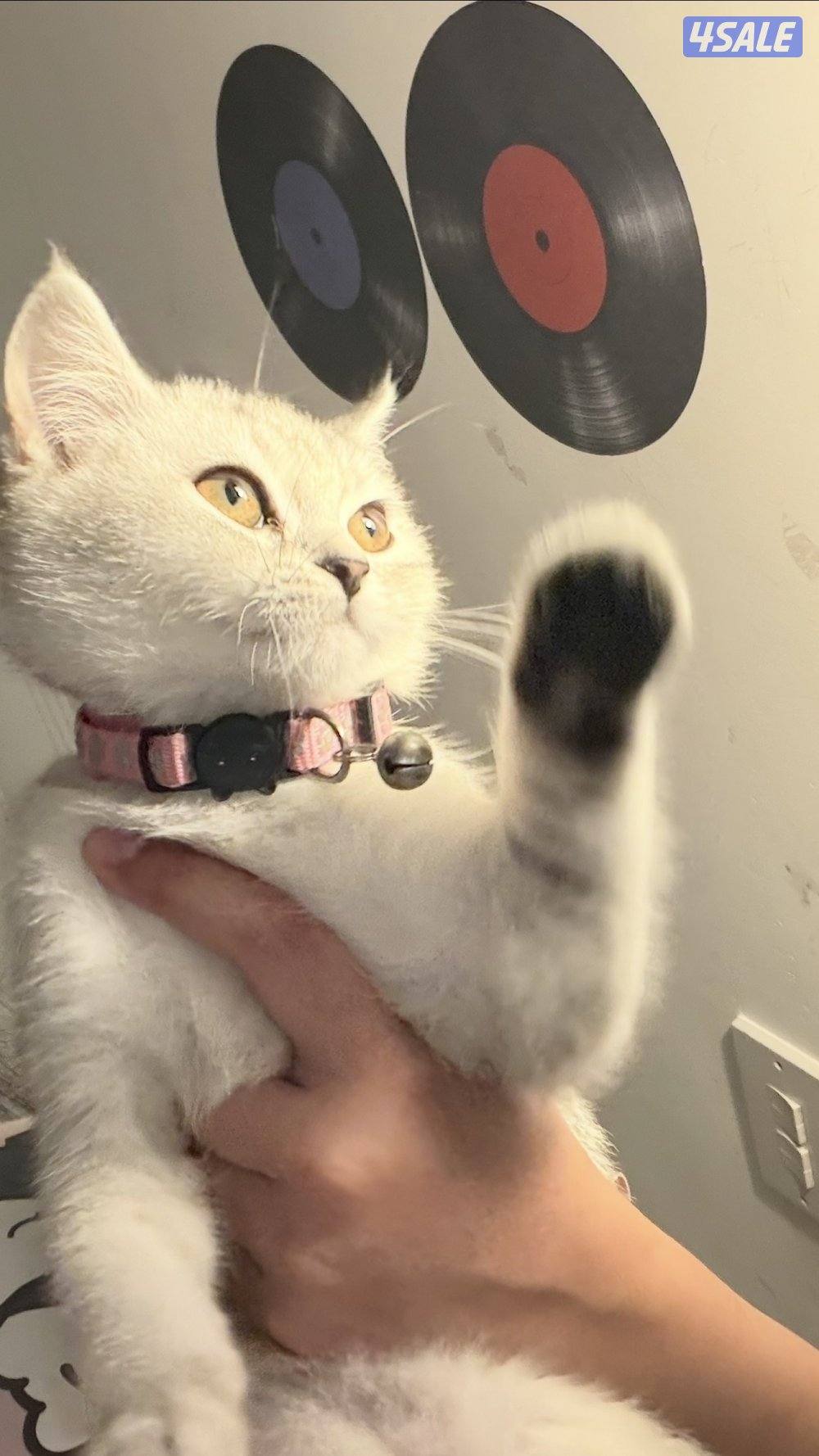 كيتن ذكر برتش شورت هير سلفر0