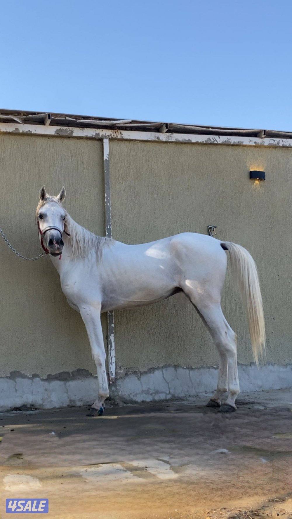 مهر مصري بدون اوراق 230