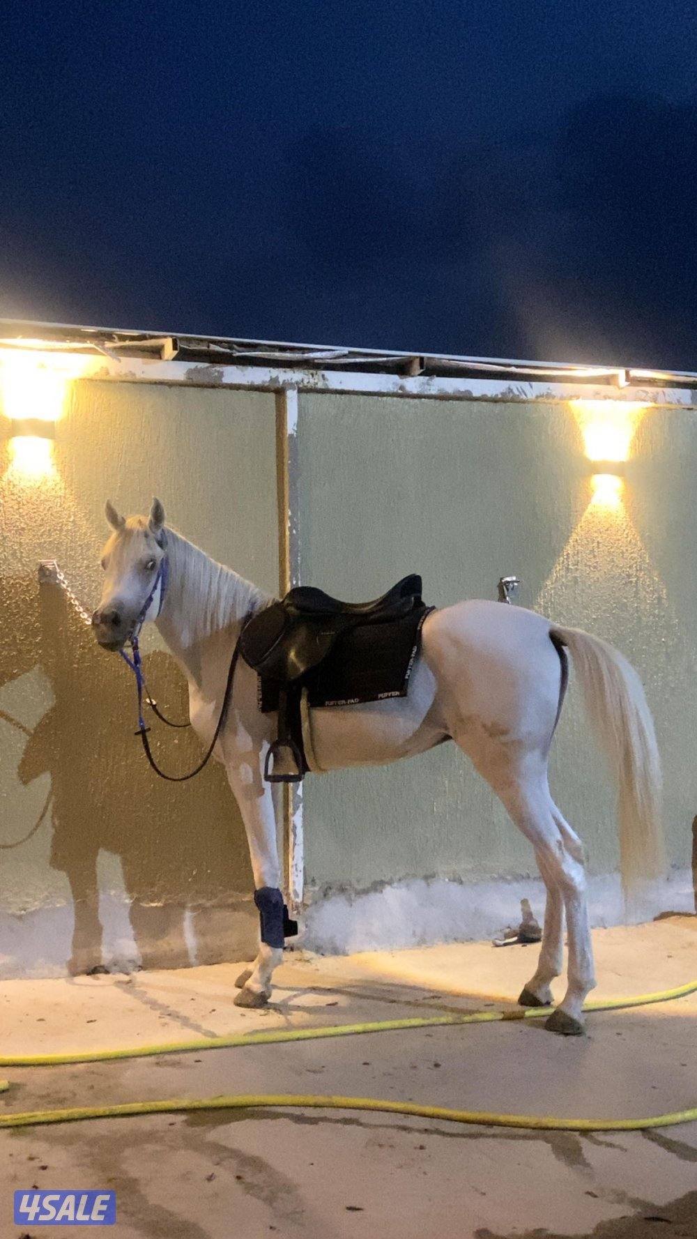 مهر مصري بدون اوراق 231