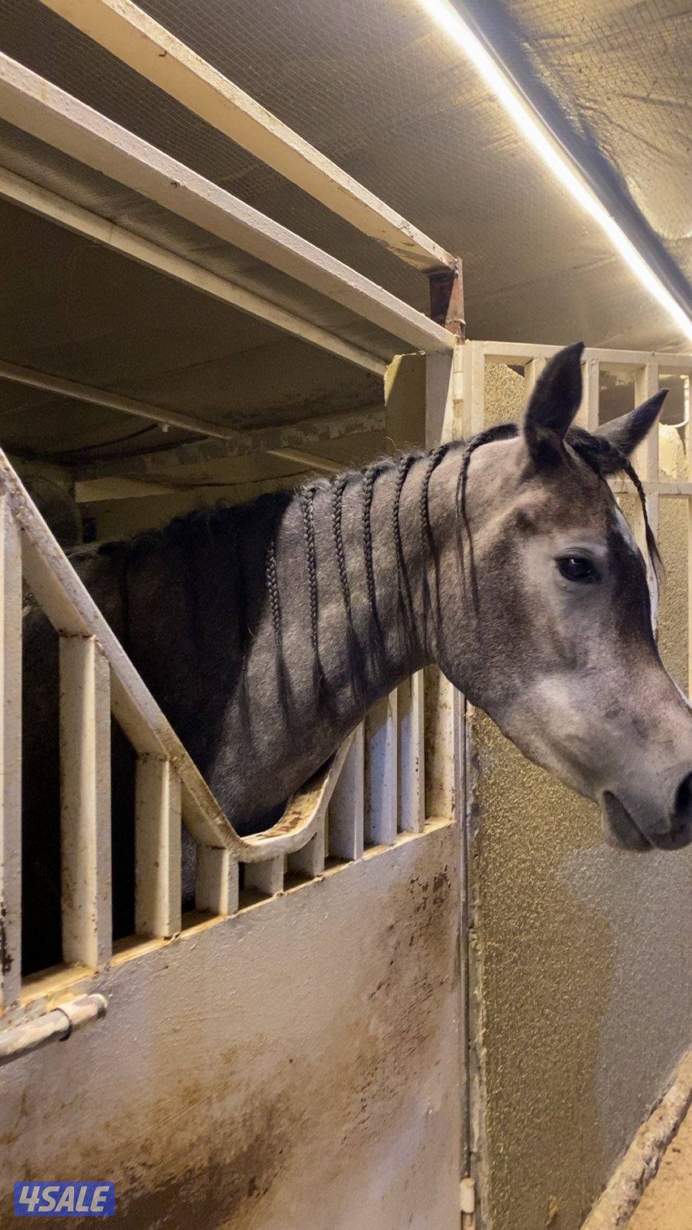 مهره واهو بدون اوراق من الانتاج 20230