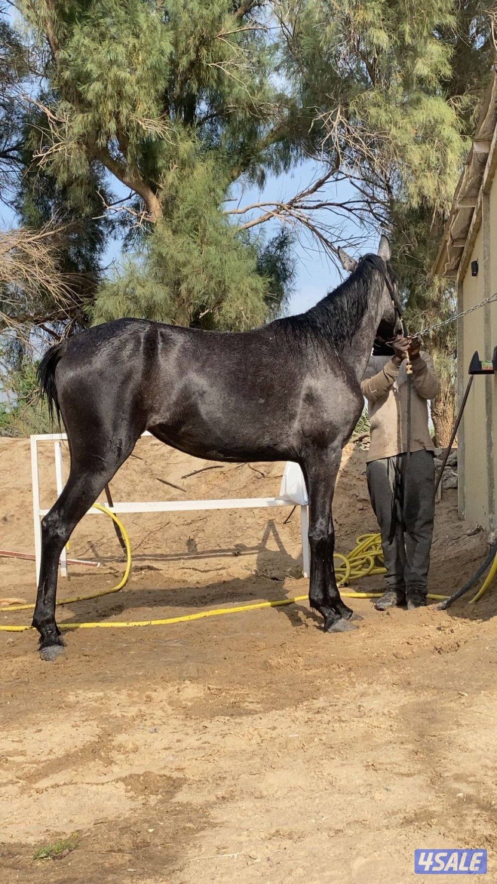 مهره واهو بدون اوراق من الانتاج 20231