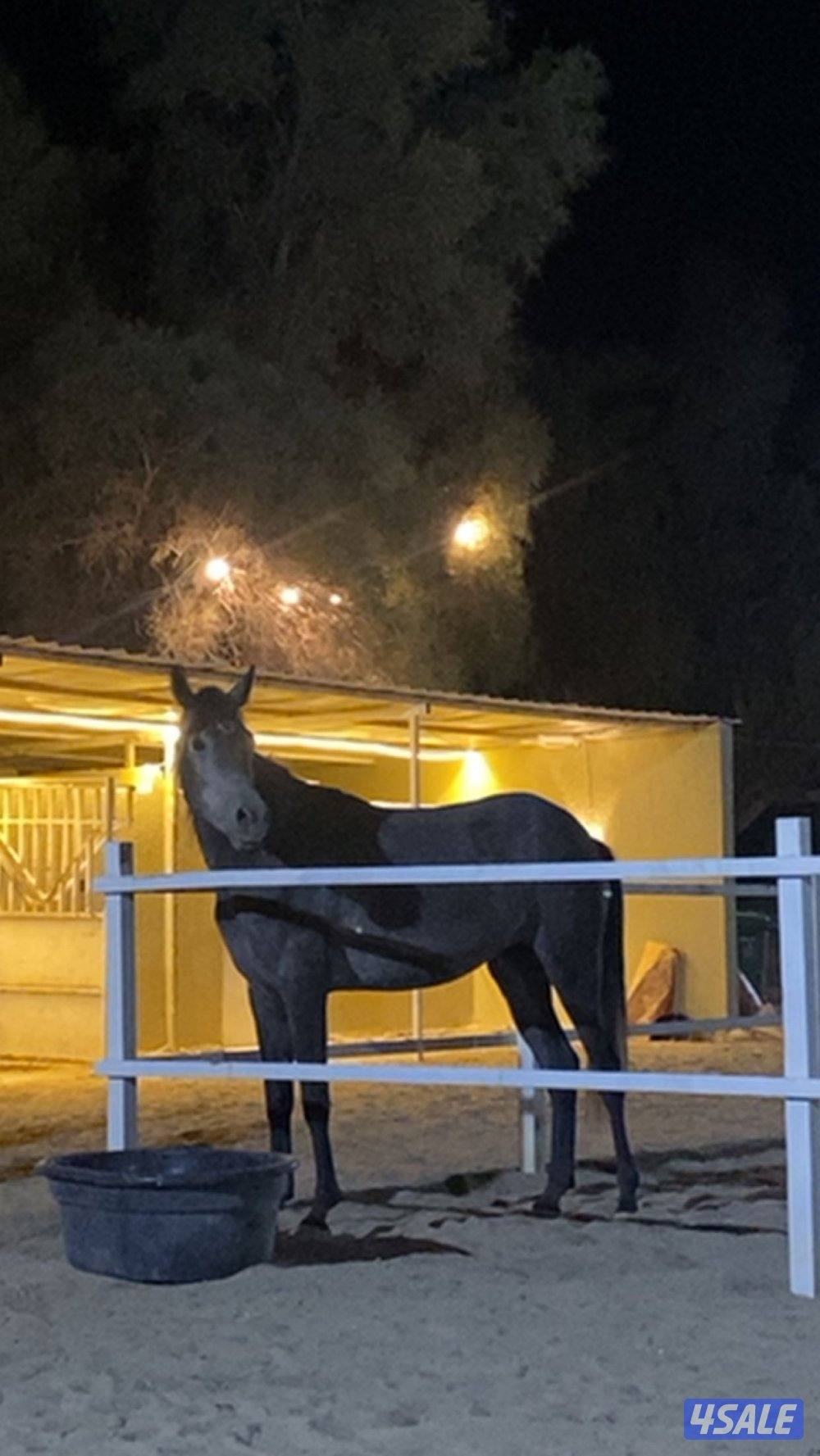 مهره واهو بدون اوراق من الانتاج 20232