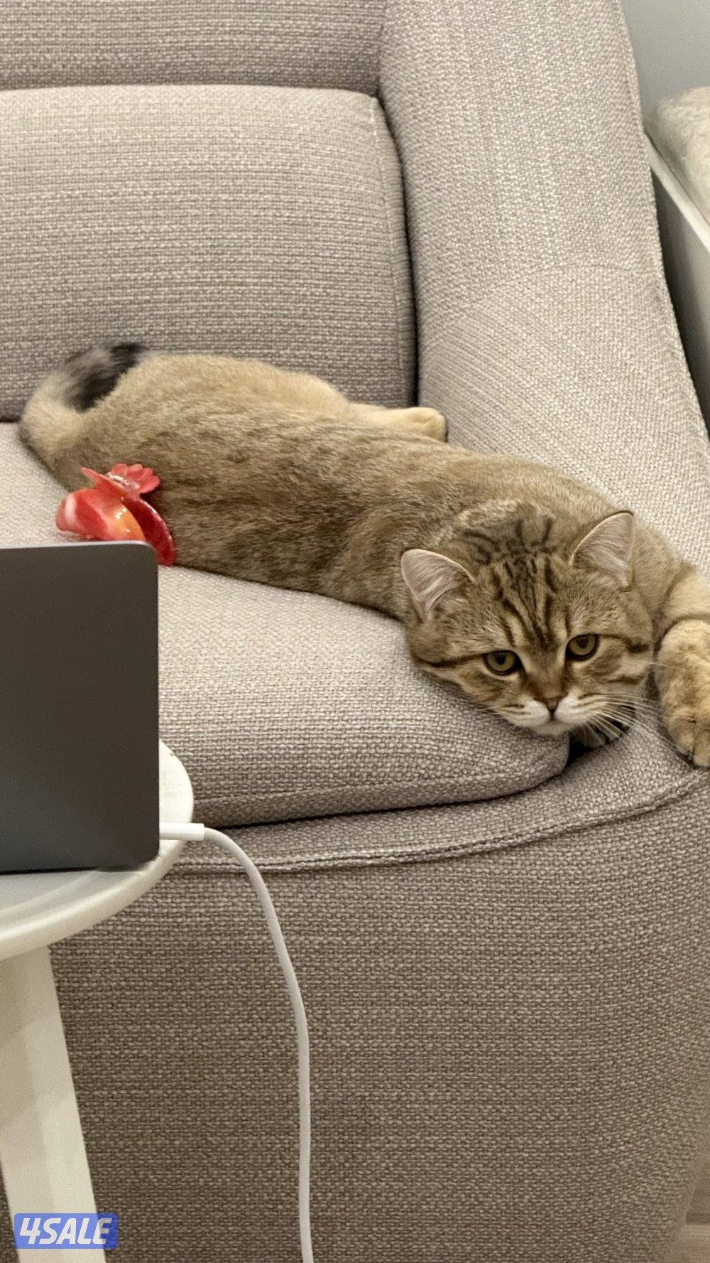 للتبني:قط سكوتش عمره 7 اشهر0