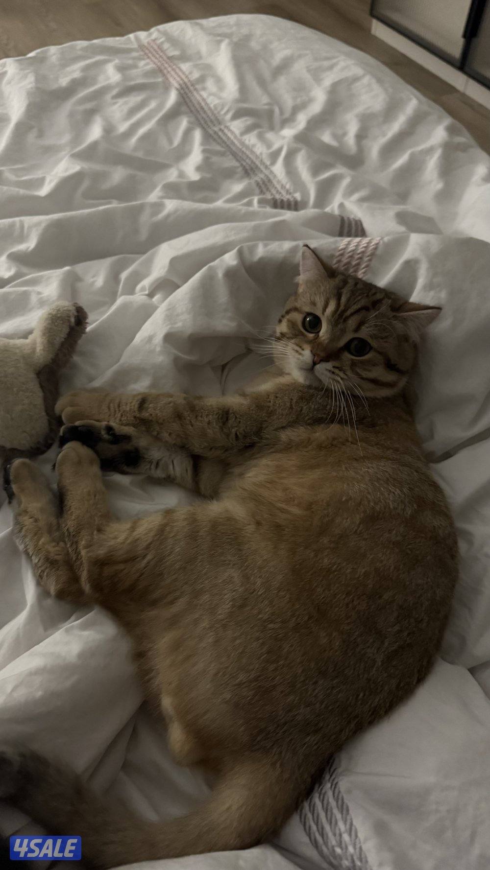 للتبني:قط سكوتش عمره 7 اشهر1