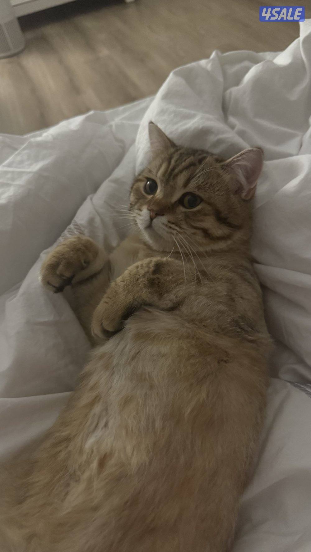 للتبني:قط سكوتش عمره 7 اشهر2