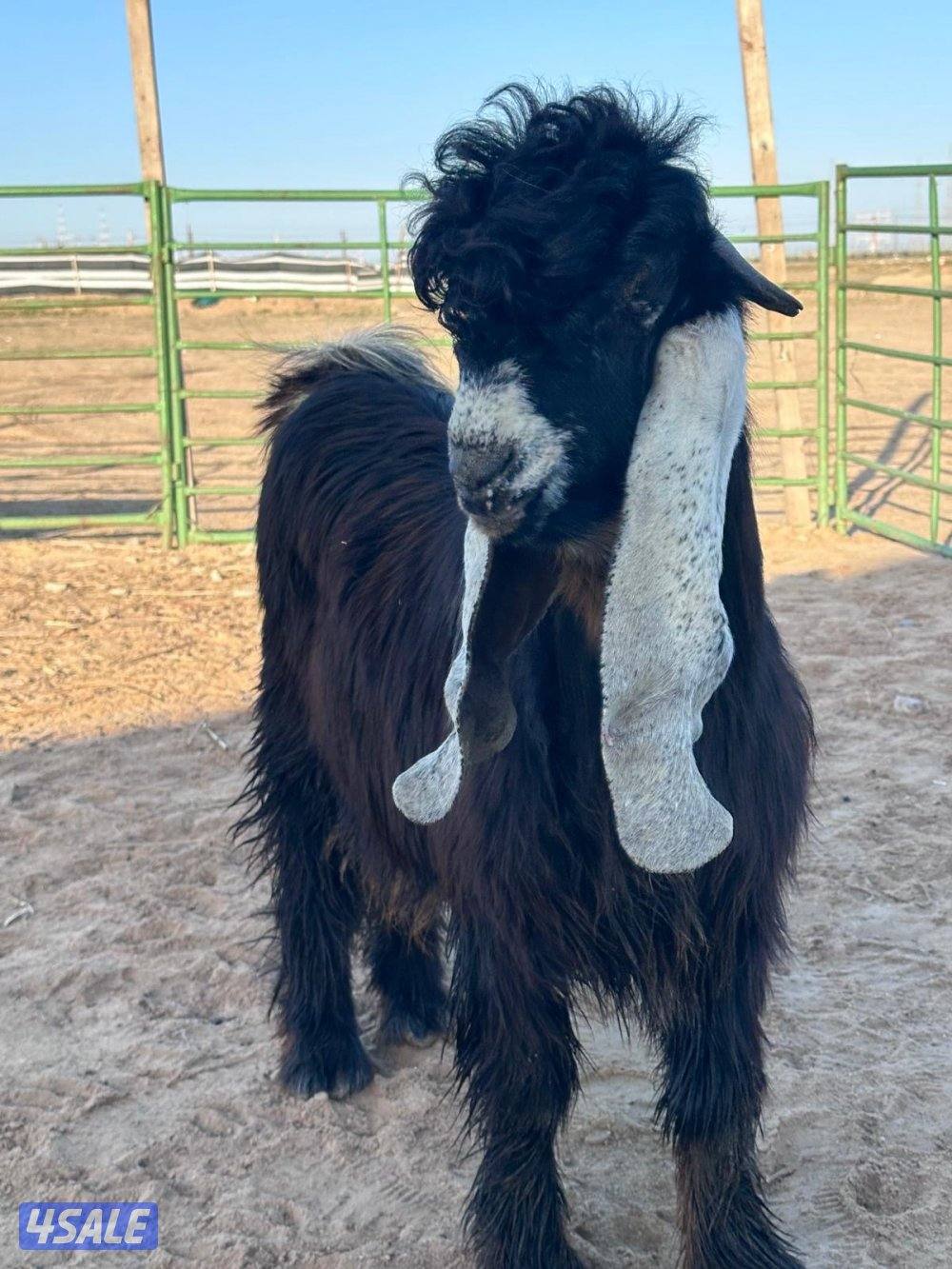 تيس عارضي عطر1