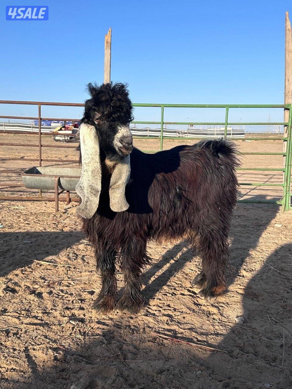 تيس عارضي عطر2