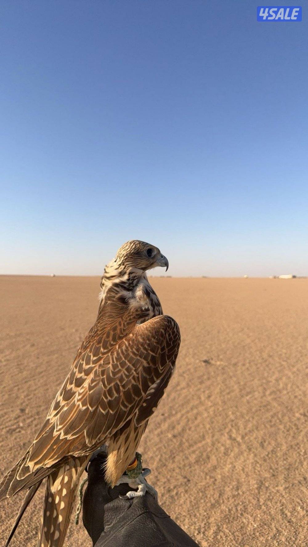 بيع طير حر فارسي روسي0