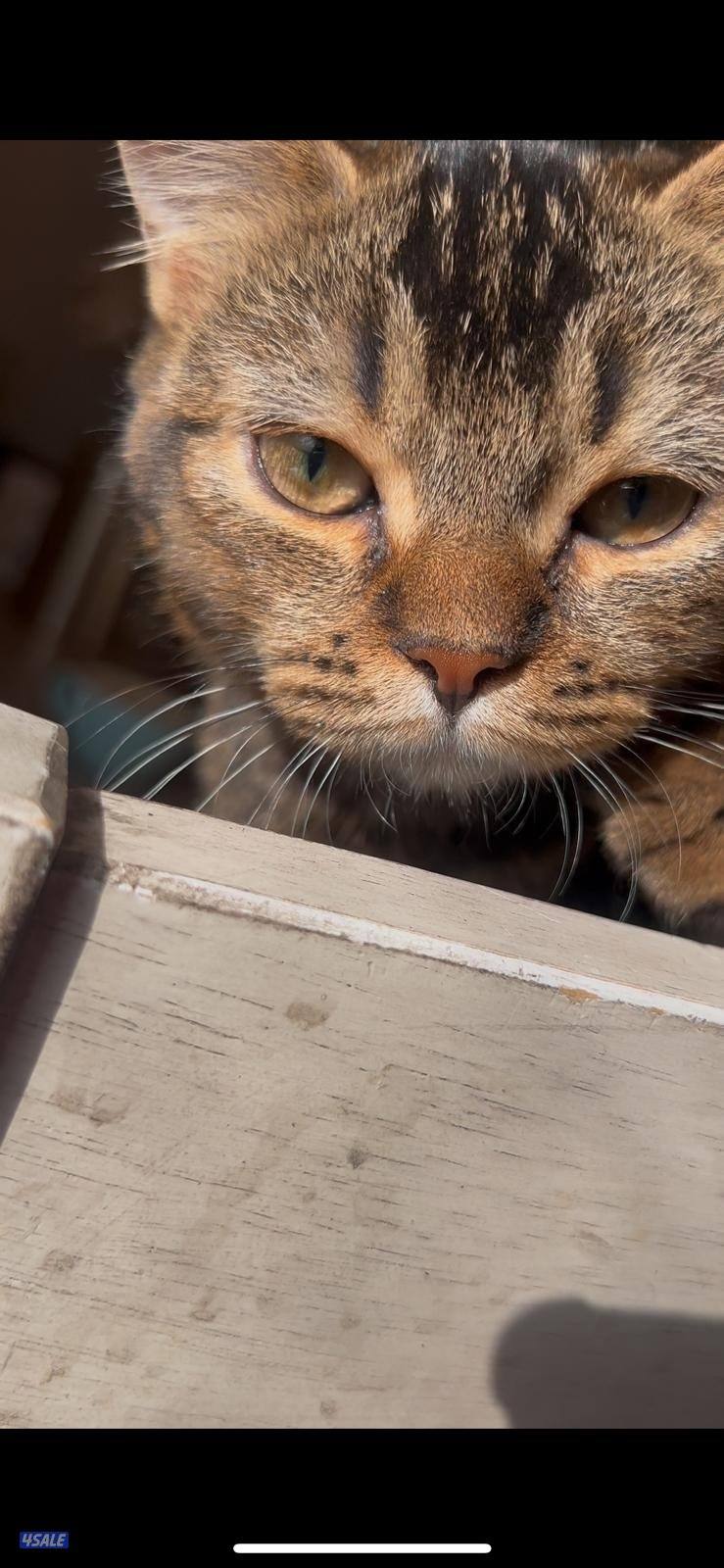 ٣ قطط برتش شورت هير1