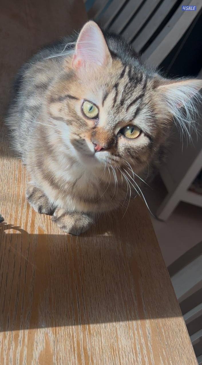 ٣ قطط برتش شورت هير2