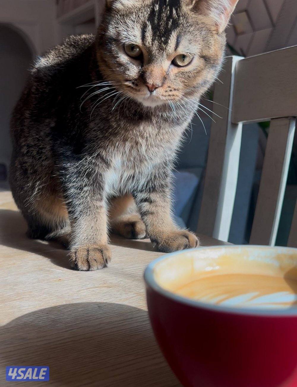 ٣ قطط برتش شورت هير3