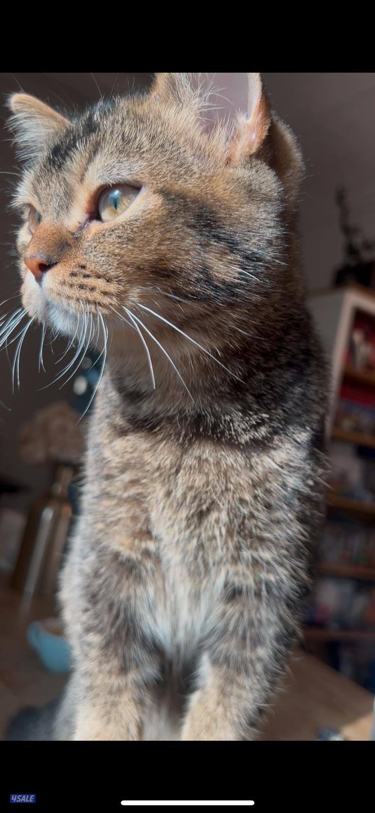 ٣ قطط برتش شورت هير4