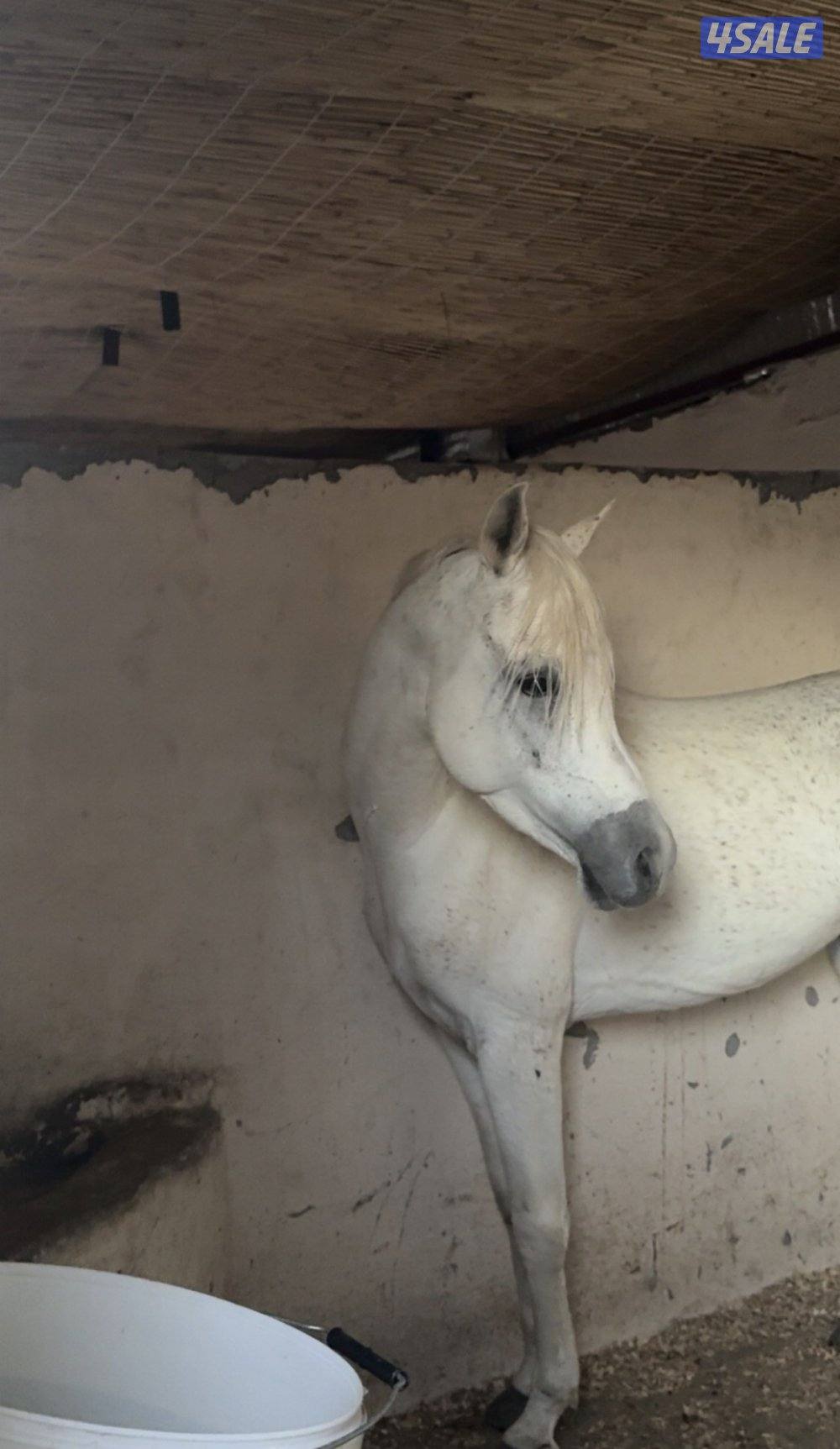 للبيع حصان مكس0