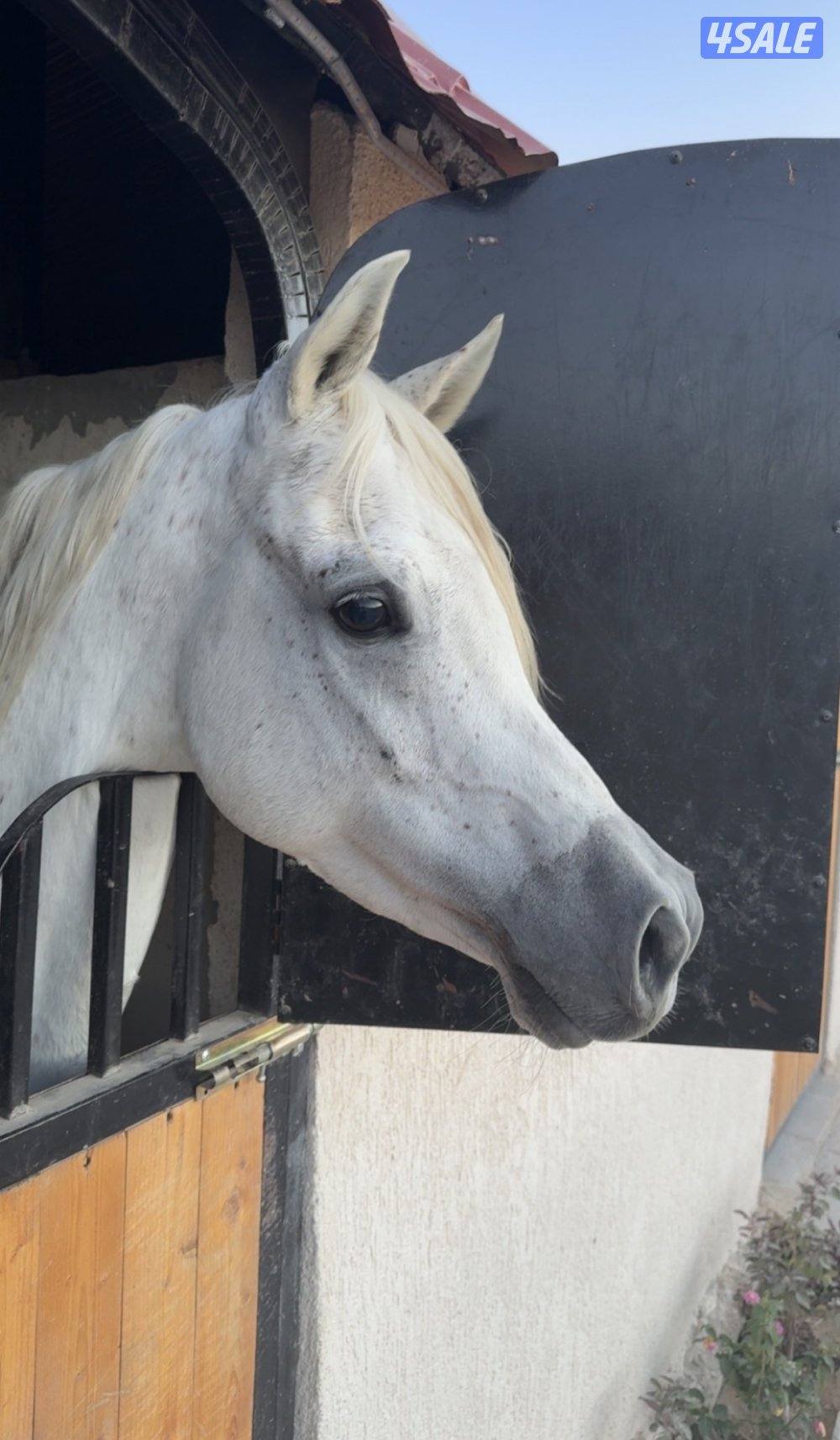 للبيع حصان مكس1