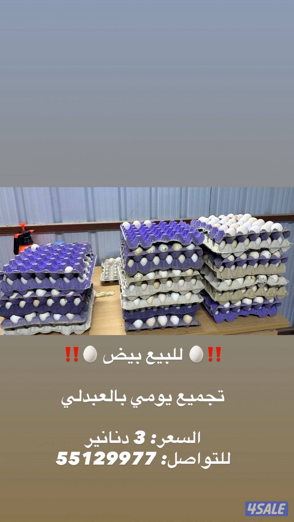 🥚للبيع بيض دجاج تجميع يومي🥚0