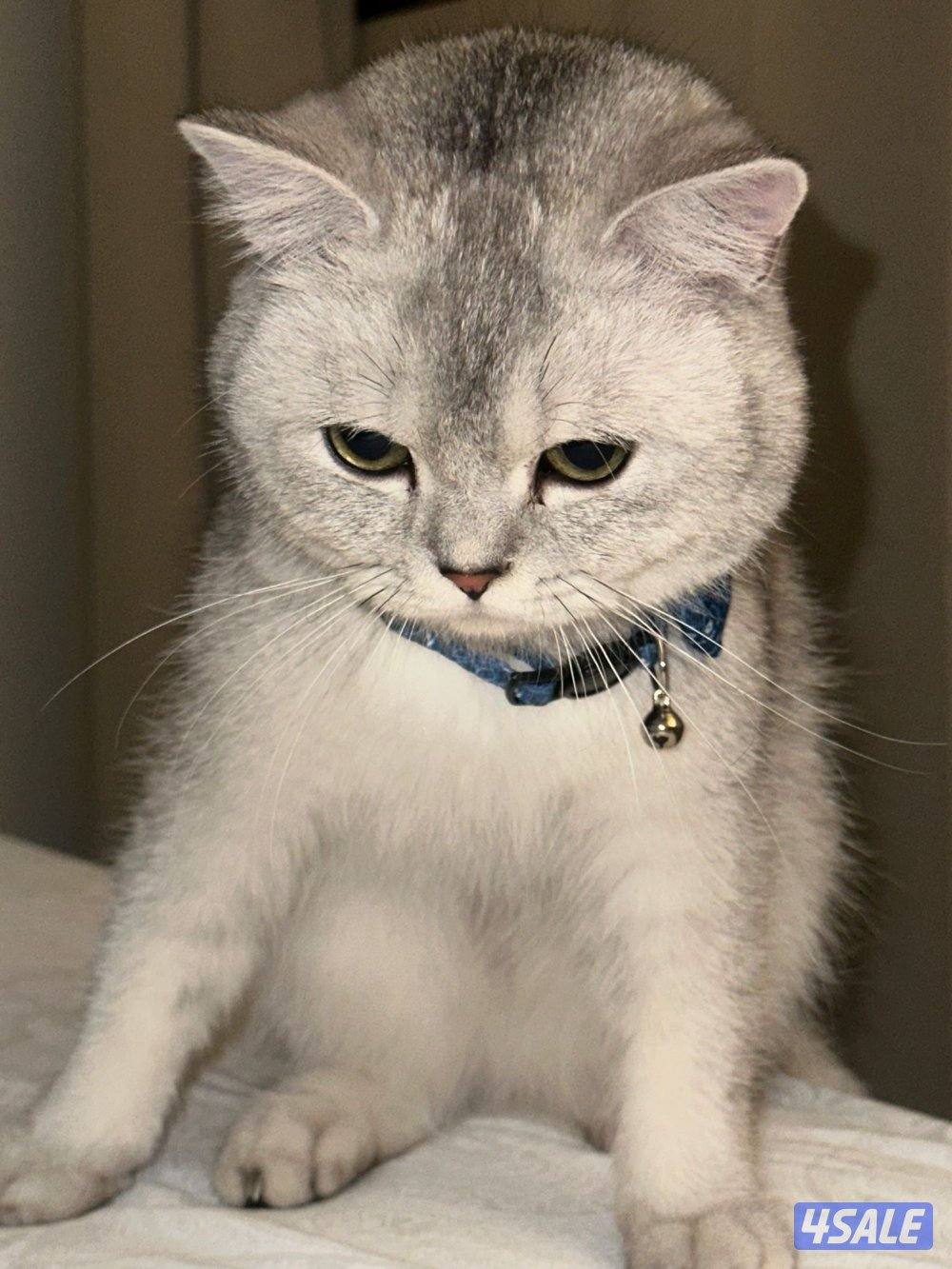 British للتبني قط 6 شهور0