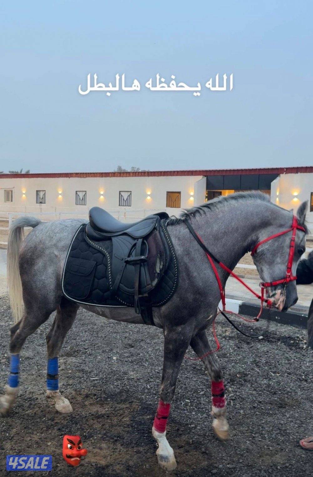 حصان بولش ٢١0