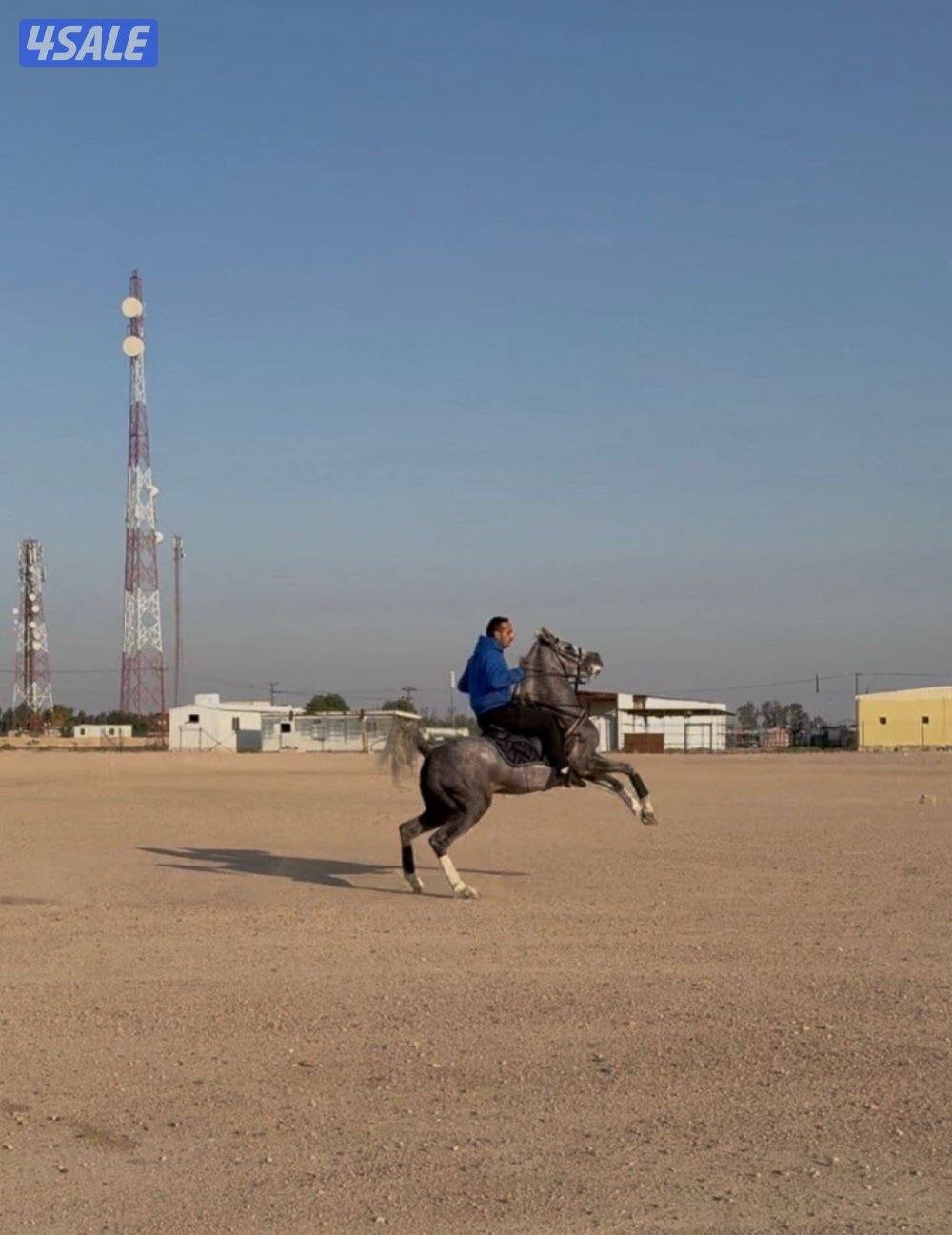 حصان بولش ٢١1