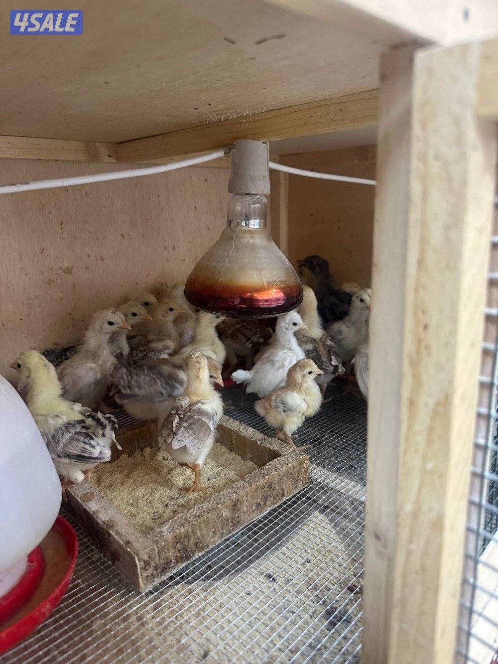 للبيع فروخ دجاج عربي العمر سبوع الميه ٢٥ دينار1