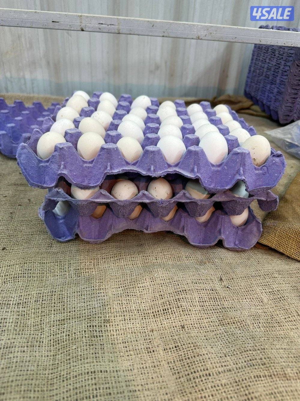 للبيع فروخ دجاج عربي العمر سبوع الميه ٢٥ دينار2