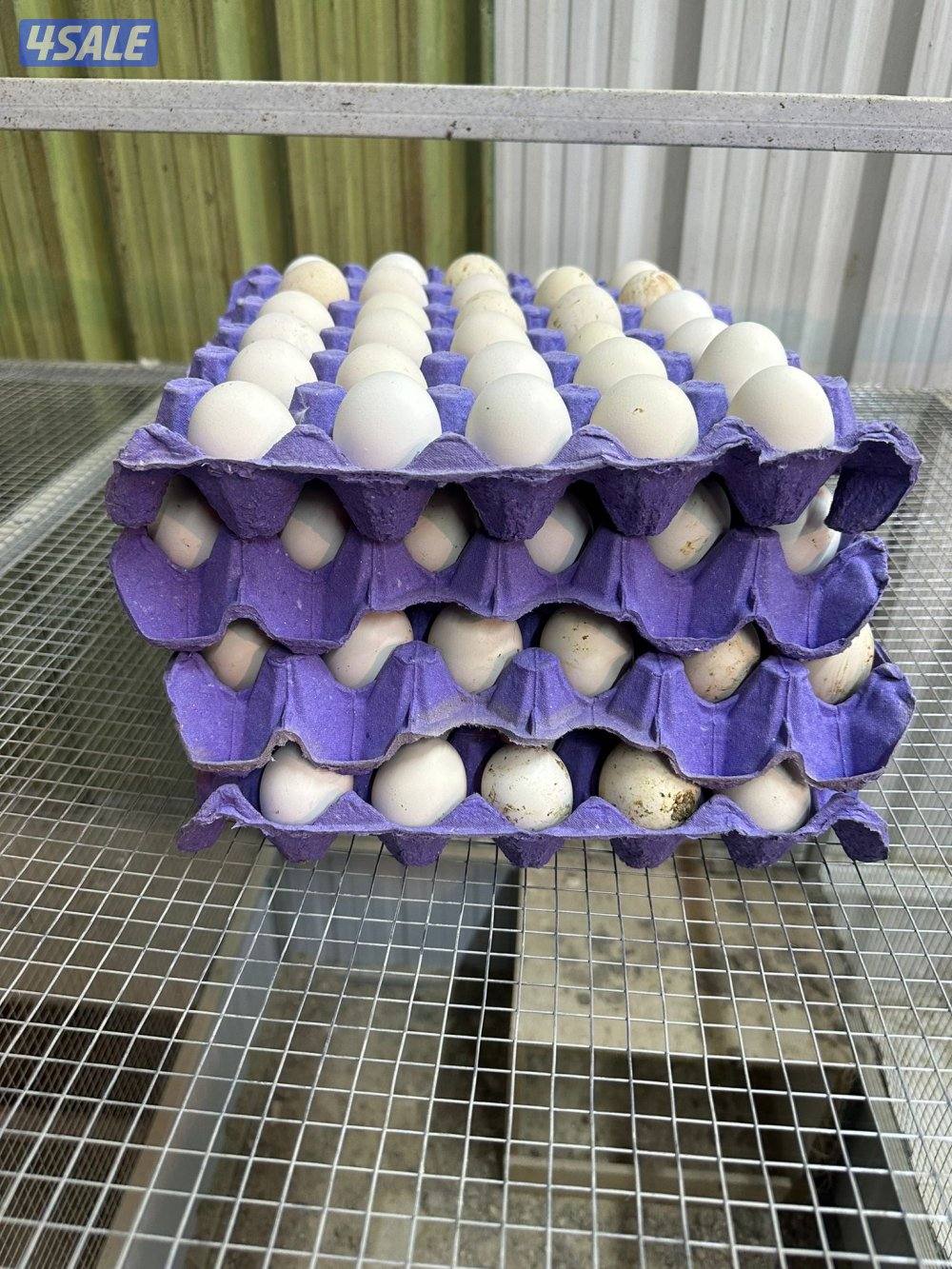 للبيع فروخ دجاج عربي العمر سبوع الميه ٢٥ دينار3