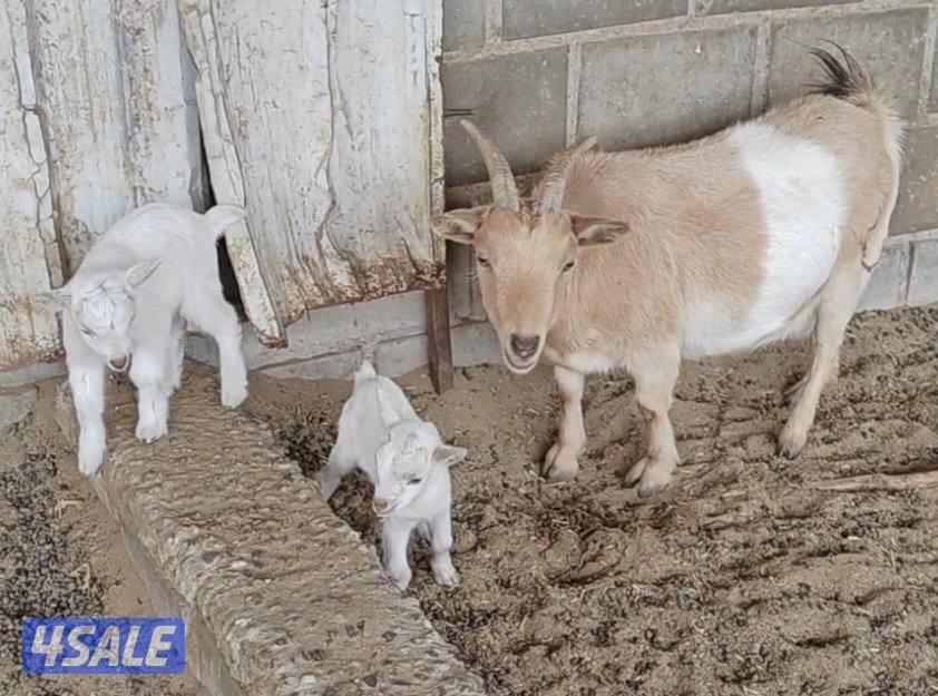 للبيع ماعز جيكي مع جفار0