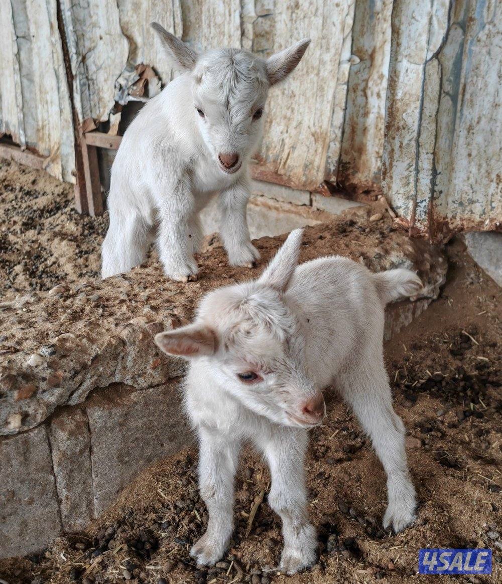 للبيع ماعز جيكي مع جفار1