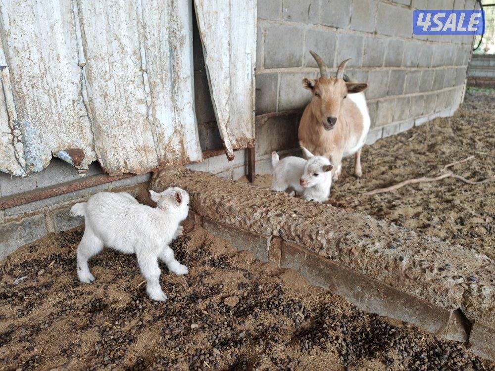 للبيع ماعز جيكي مع جفار3