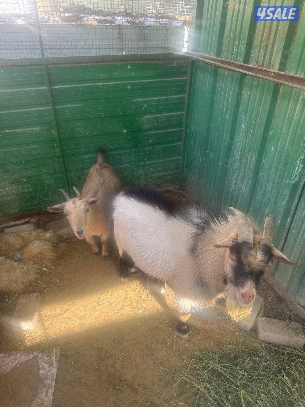 جيكي مغزه 1 وتيسين20