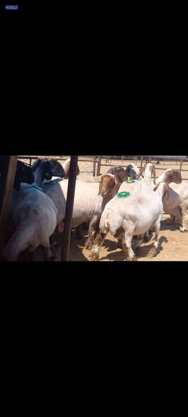 حلاق الغنم0