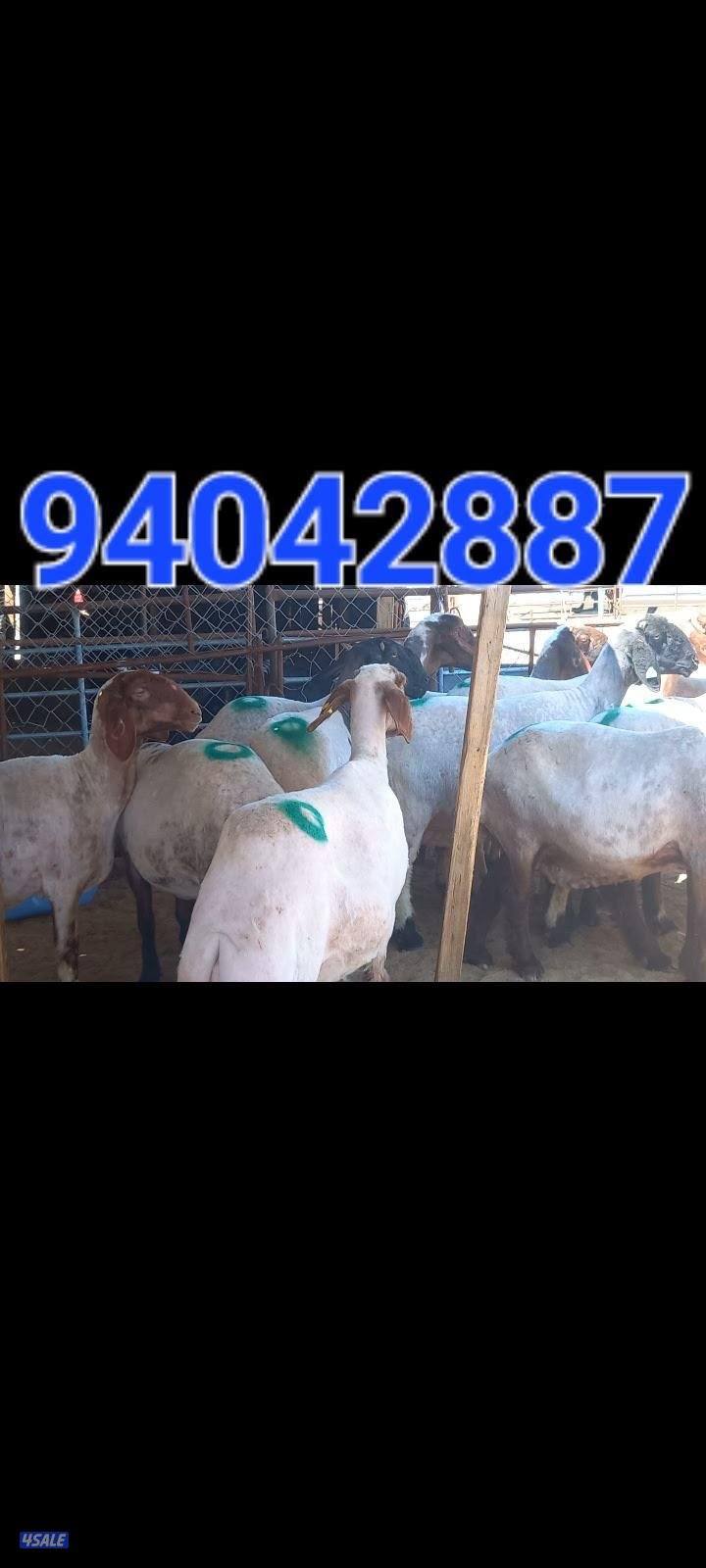 حلاق الغنم1