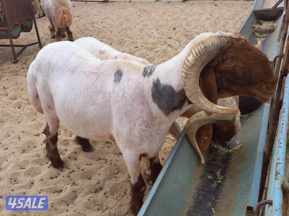 حلاق الغنم3